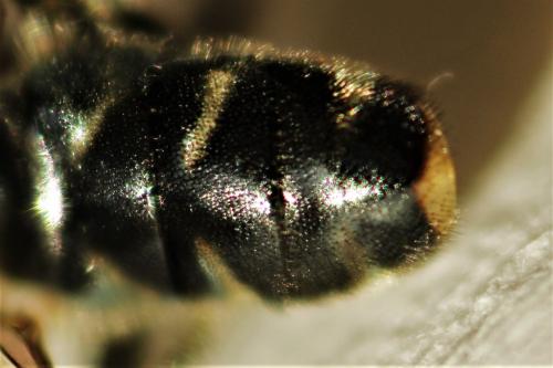 Réf. 196 977 : Eumerus ruficornis